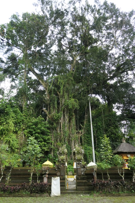 061 Banyan Tree