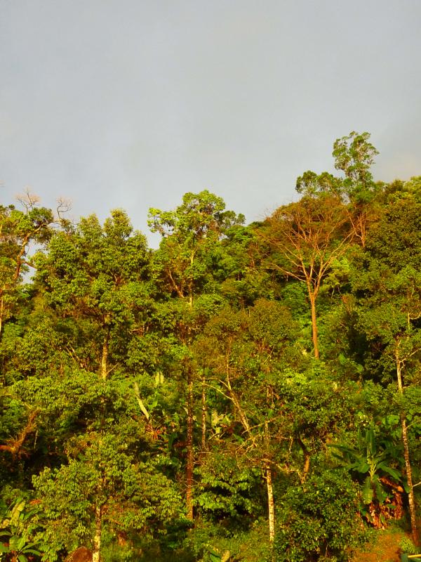 Forest Glowing in Afternoon Light