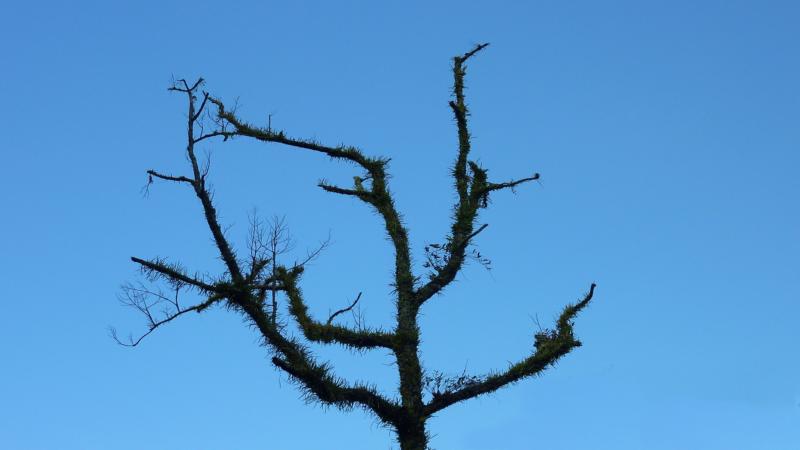 Tree in Blue Sky