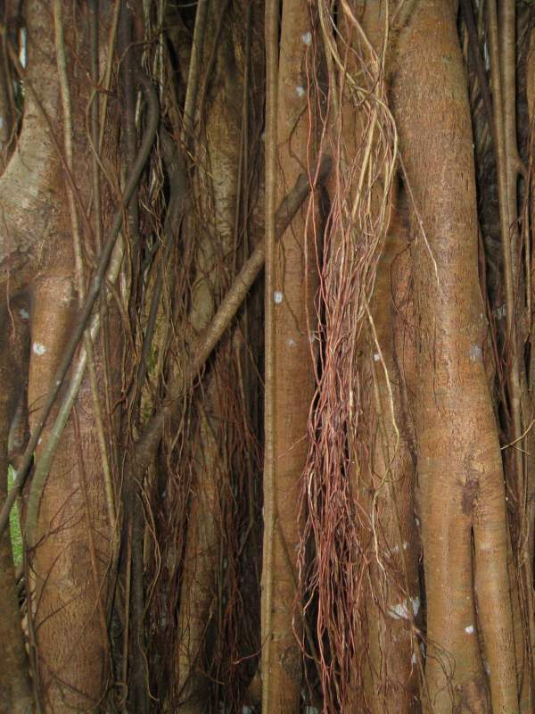 Banyan Tree