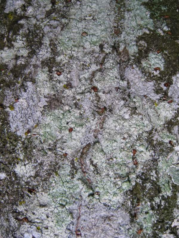 Bark and Fungus