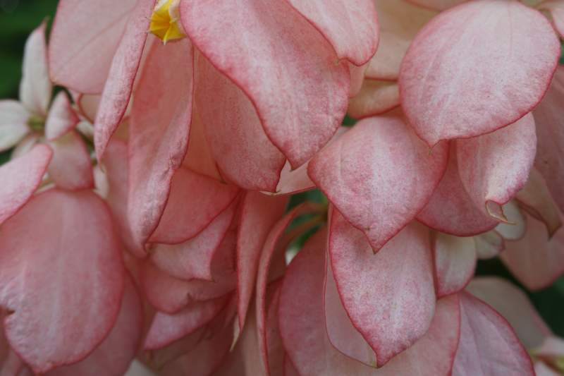 032 Pink Dona Aurora, Mussaenda philippica