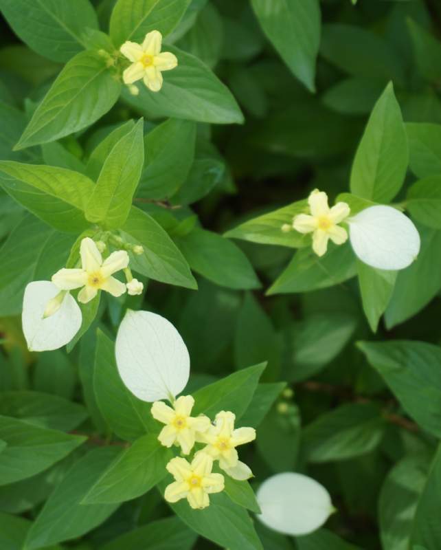 123 Dona Luz, Mussaenda erythrophylla