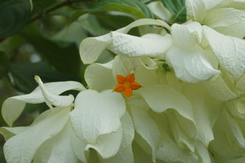 126 Dona Aurora, Mussaenda philippica, Aurora