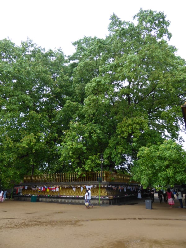 009 Bodhi Tree