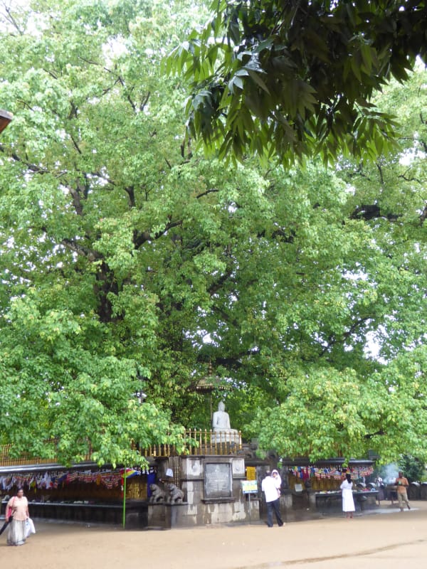 012 Bodhi Tree