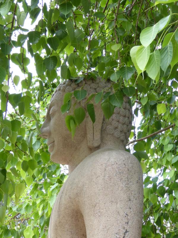 Leaves growing down over Buddha