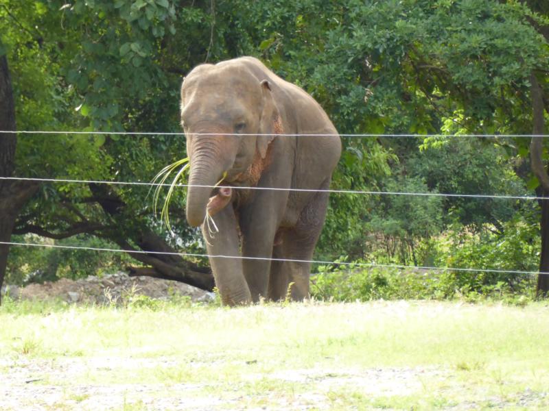 Elephant on the Premises