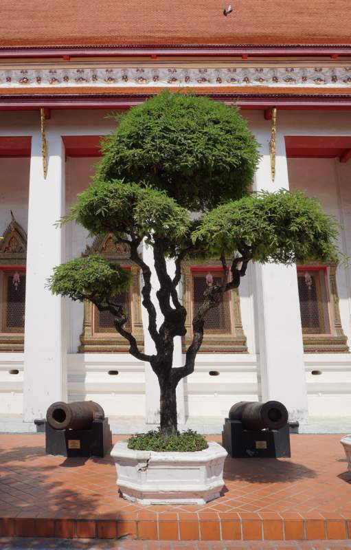 02 Tree and Cannons at Side of Temple