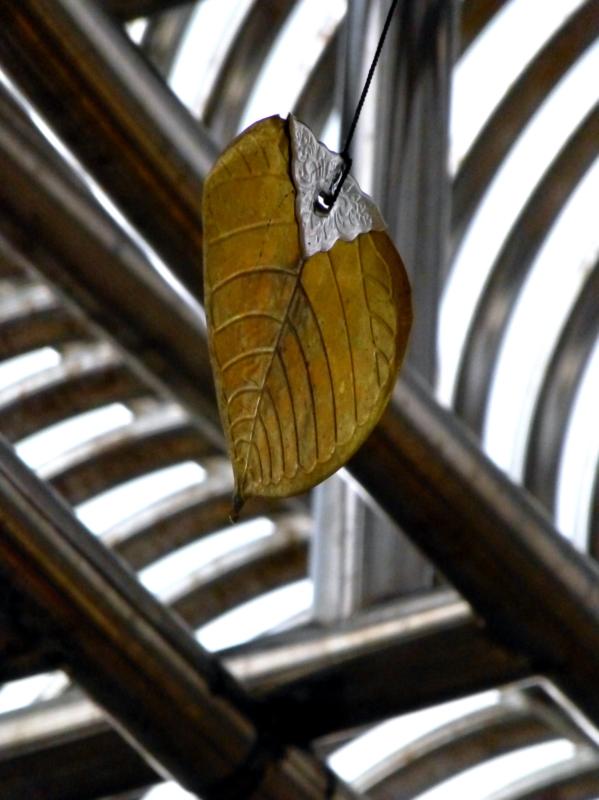Bodhi Leaf