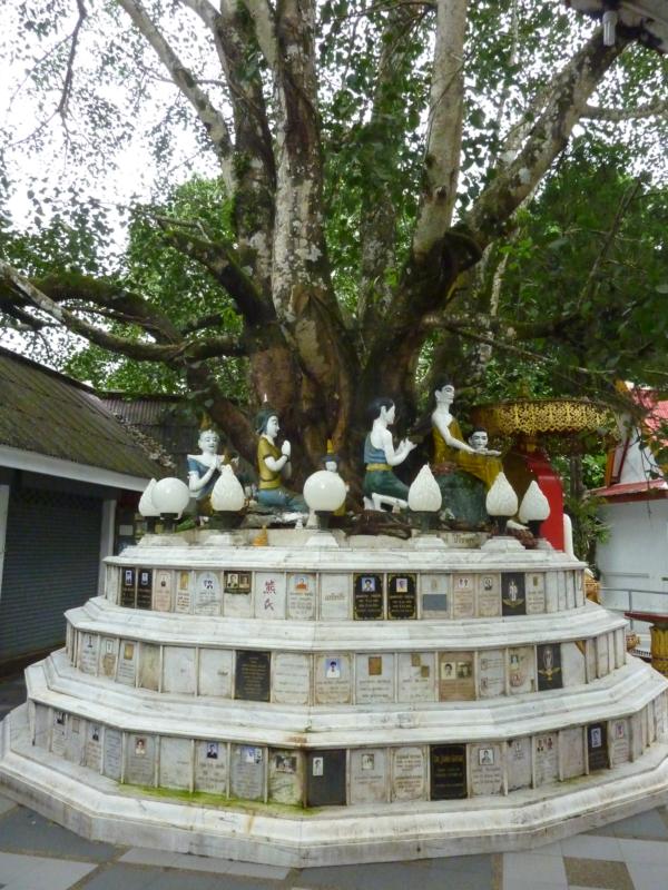 Bodhi Tree and Plaques